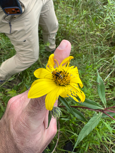 Helianthus giganteus, photograph 4