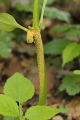 Puccinia komarovii