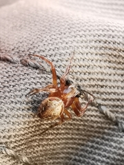 Araneus sturmi