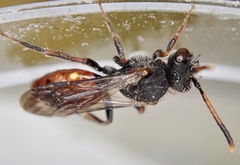 Nomada fabriciana