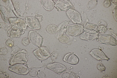 Puccinia komarovii