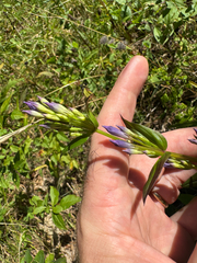 Gentianella quinquefolia, photograph (c) Kevin Speray, some rights reserved (CC BY)