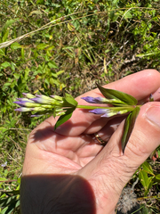 Gentianella quinquefolia, photograph (c) Kevin Speray, some rights reserved (CC BY)