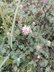 Trifolium ambiguum