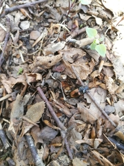 Pterostichus bicolor