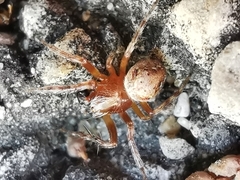 Araneus sturmi