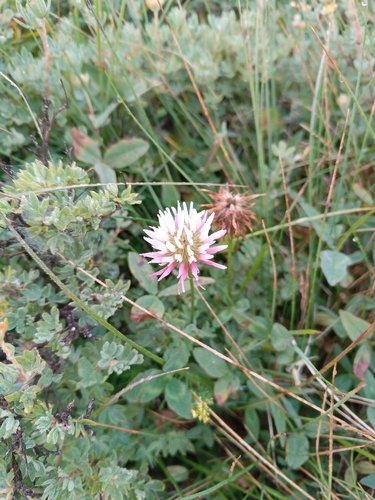 Trifolium ambiguum, photograph 3