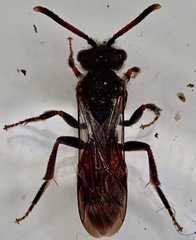 Nomada fabriciana