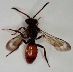 Nomada fabriciana