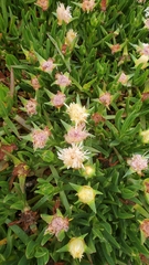 Carpobrotus edulis