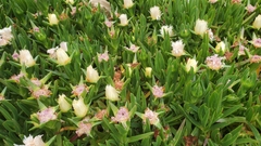 Carpobrotus edulis