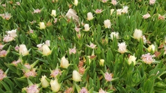 Carpobrotus edulis