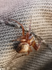 Araneus sturmi