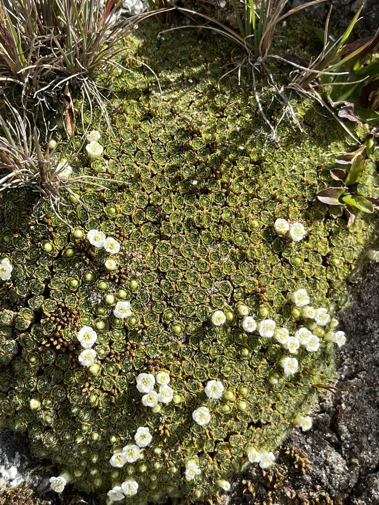Dactylocardamum imbricatifolium
