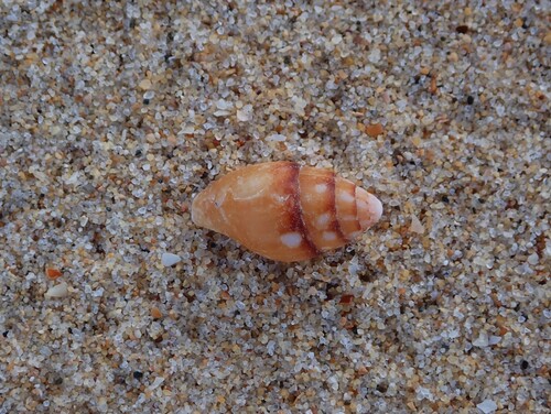 Pyrene flava observed 2026-08-18