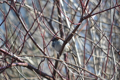 Passer domesticus