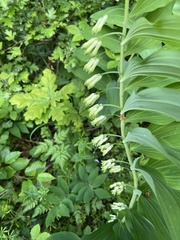 Polygonatum multiflorum
