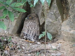 Ketupa zeylonensis