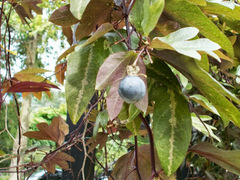 Passiflora trifasciata