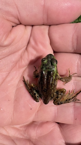 Mink Frog