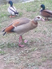 Alopochen aegyptiaca