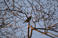 Turdus pilaris