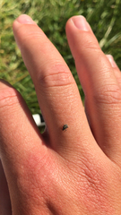 Rhinoncus leucostigma