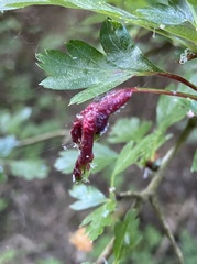 Dysaphis crataegi