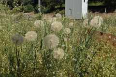 Tragopogon coelesyriacus