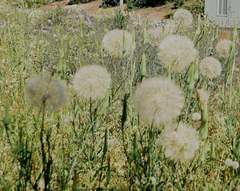 Tragopogon coelesyriacus