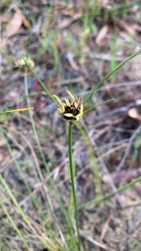 Schoenus curvifolius, 2026-08-19