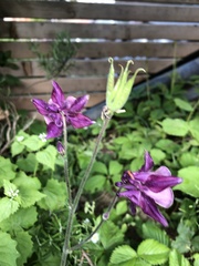 Aquilegia atrata