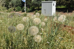 Tragopogon coelesyriacus