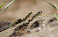 Podarcis muralis