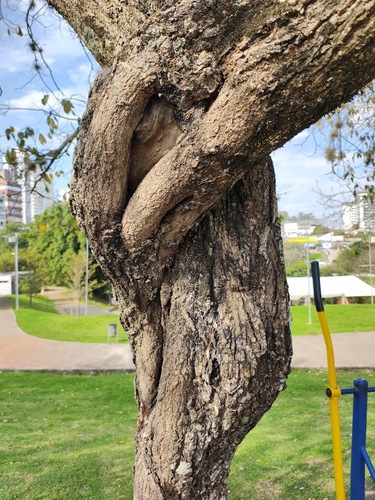 Luehea divaricata, photograph 2