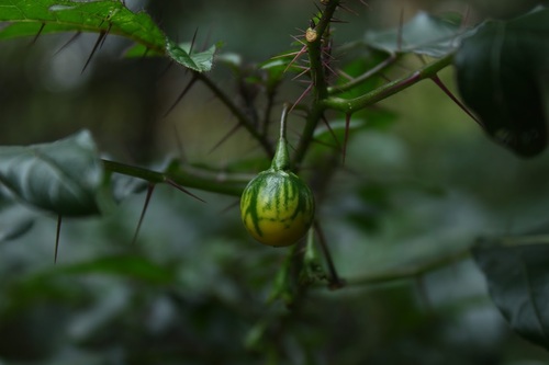 Solanum atropurpureum
