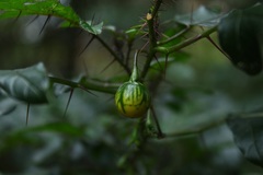 Solanum atropurpureum