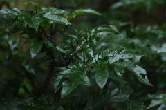 Solanum atropurpureum, photograph (c) Juliana, some rights reserved (CC BY)