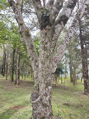 Parapiptadenia rigida, photograph 3