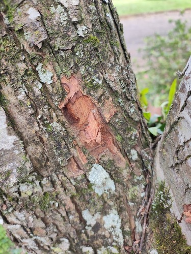 Parapiptadenia rigida, photograph 2
