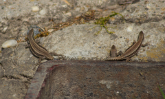 Podarcis muralis