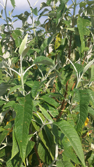 Buddleja cordata