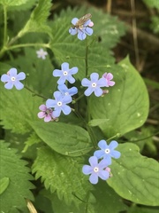 Brunnera