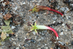 Macrosolen parasiticus