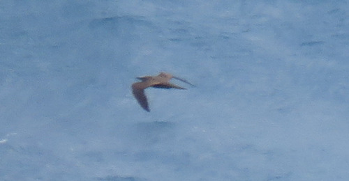 Anous stolidus observed 2026-08-15