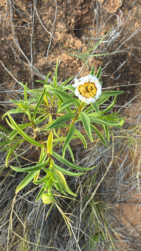 Pembertonia observed 2026-08-19