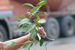 Macrosolen parasiticus