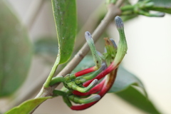 Macrosolen parasiticus