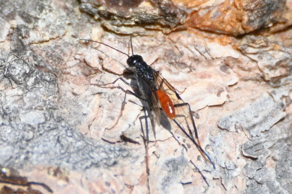 Pristaulacus rufitarsis