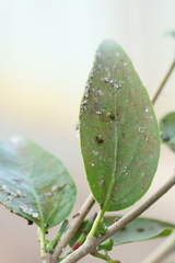 Macrosolen parasiticus